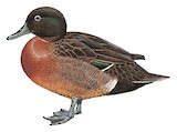 Brown Teal Illustration