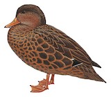 Bernier's Teal Illustration
