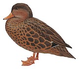 Bernier's Teal Illustration