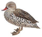 Cape Teal Illustration