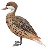 White-cheeked Pintail Illustration