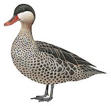 Red-billed Teal Illustration