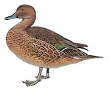 Eaton's Pintail Illustration