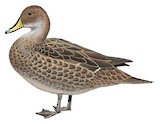 Yellow-billed Pintail Illustration