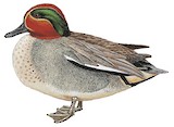 Eurasian Teal Illustration