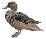 Andean Teal Illustration