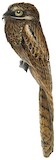 Long-tailed Potoo Illustration