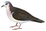 Caribbean Dove Illustration