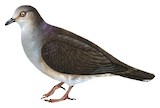 Grey-chested Dove Illustration