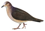 Ochre-bellied Dove Illustration