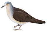 Pallid Dove Illustration