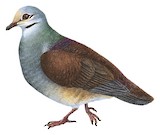 Buff-fronted Quail-Dove Illustration