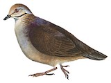 Lined Quail-Dove Illustration