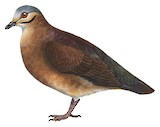 Chiriqui Quail-Dove Illustration