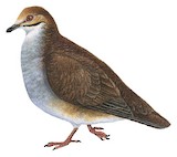 Russet-crowned Quail-Dove Illustration