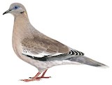 West Peruvian Dove Illustration