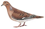 Zenaida Dove Illustration