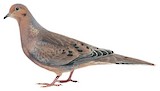 Mourning Dove Illustration