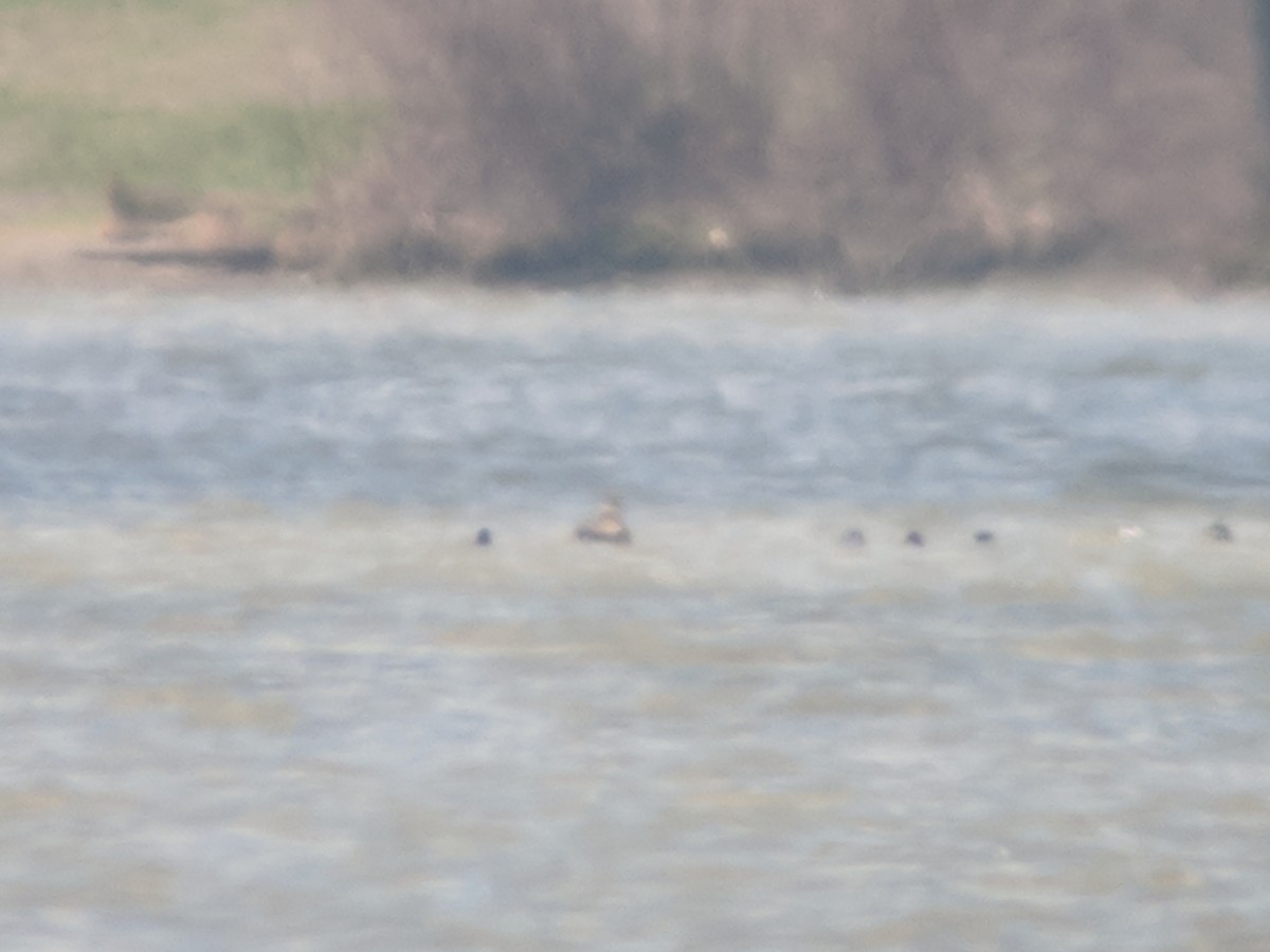 Red-necked Grebe - ML152845071