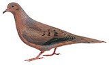 Socorro Dove Illustration