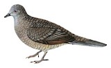 Inca Dove Illustration