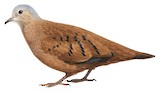 Ruddy Ground Dove Illustration