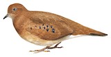 Blue-eyed Ground Dove Illustration