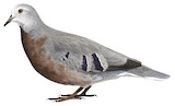 Maroon-chested Ground Dove Illustration