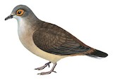 Moreno's Ground Dove Illustration