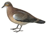 Black-winged Ground Dove Illustration