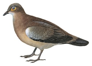 Metriopelia melanoptera melanoptera