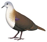 Wetar Ground Dove Illustration