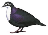 White-breasted Ground Dove Illustration