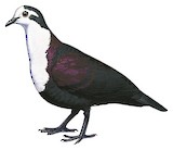 Polynesian Ground Dove Illustration