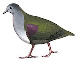 Bronze Ground Dove Illustration