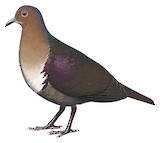 Tongan Ground Dove Illustration