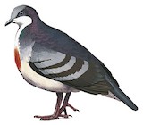 Luzon Bleeding-heart Illustration