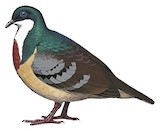 Mindanao Bleeding-heart Illustration