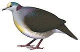 Sulawesi Ground Dove Illustration