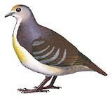 Cinnamon Ground Dove Illustration