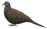 Chestnut-quilled Rock Pigeon Illustration