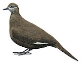 White-quilled Rock Pigeon Illustration