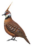 Spinifex Pigeon Illustration