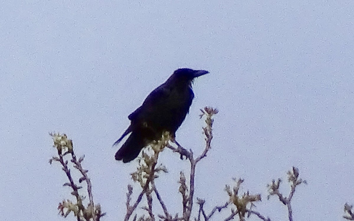 Common Raven - ML152847441