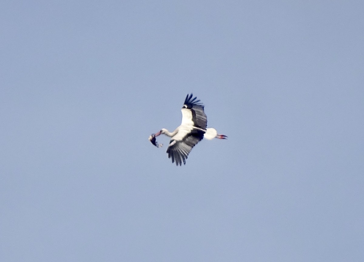 White Stork - ML152848821
