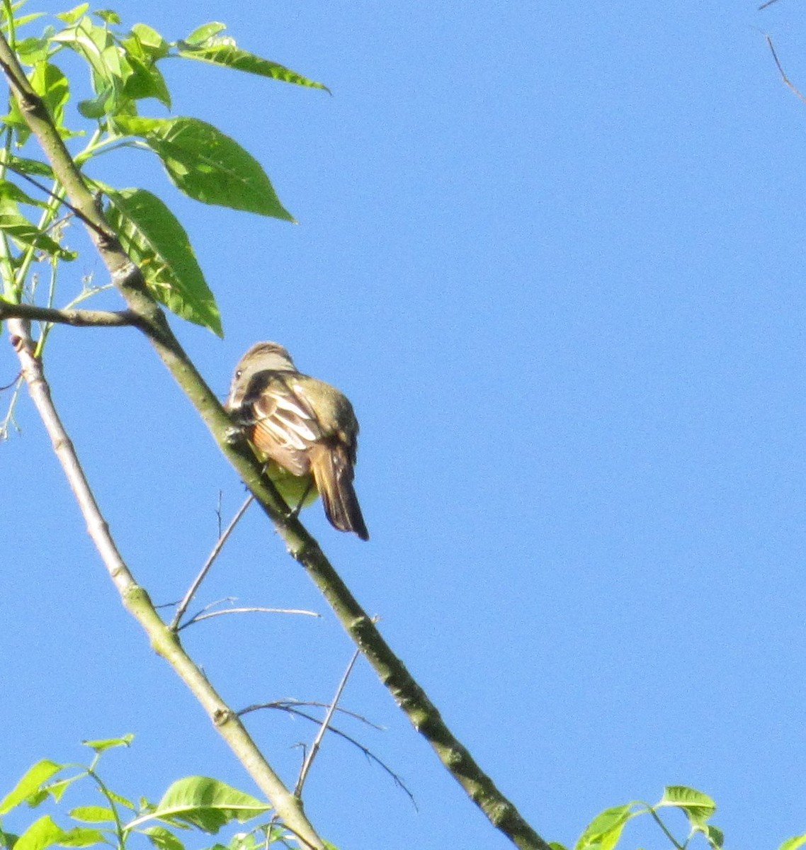 Great Crested Flycatcher - ML152849511