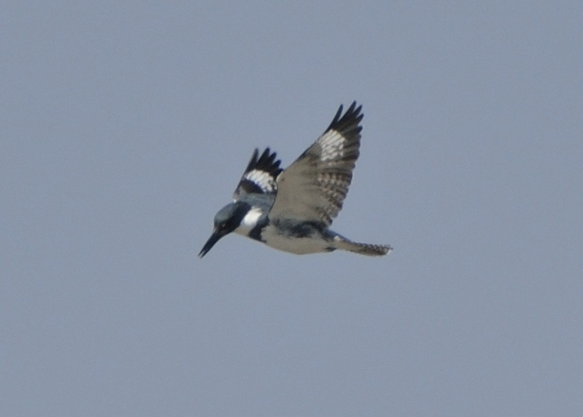 Belted Kingfisher - ML152850391