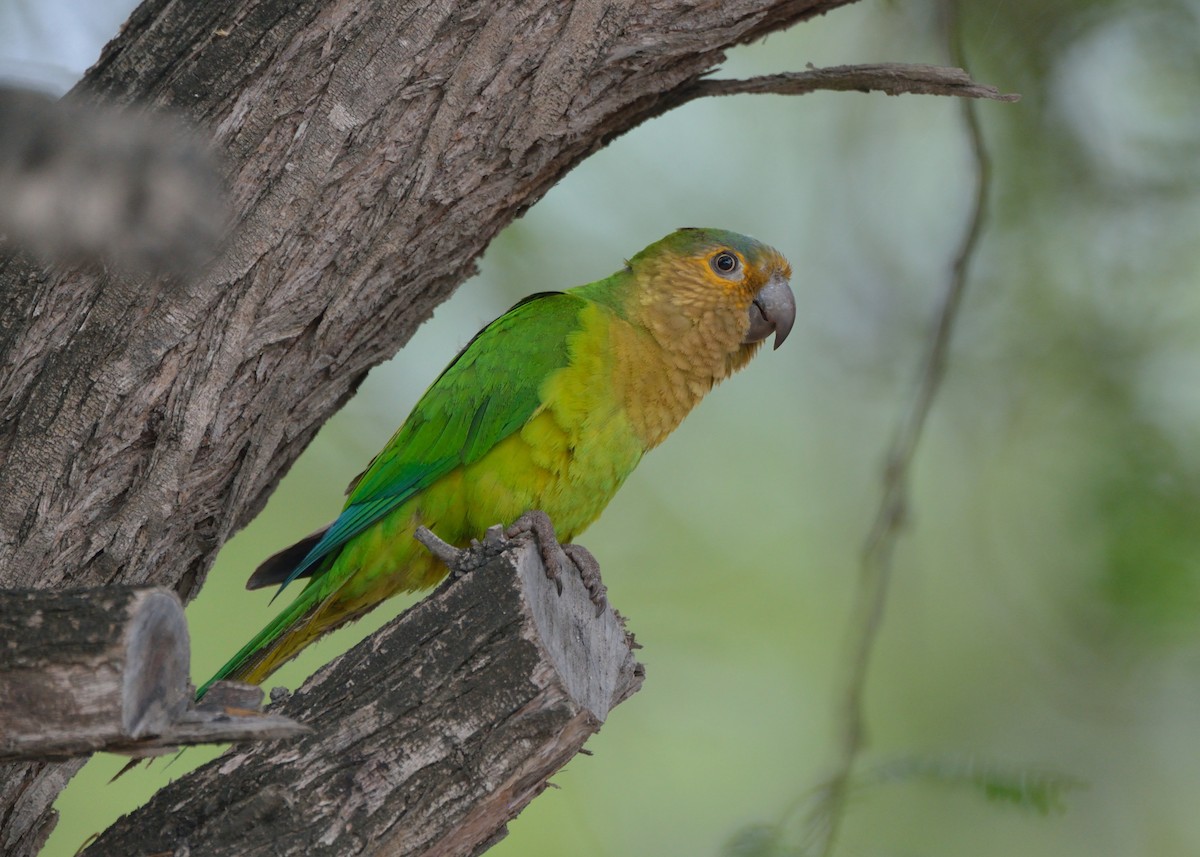Brown-throated Parakeet - ML152850791