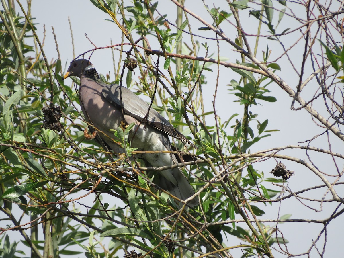 Band-tailed Pigeon - ML152851181