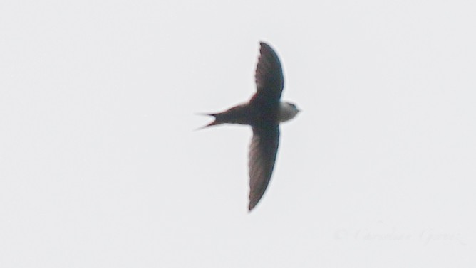 Lesser Swallow-tailed Swift - christian Gernez